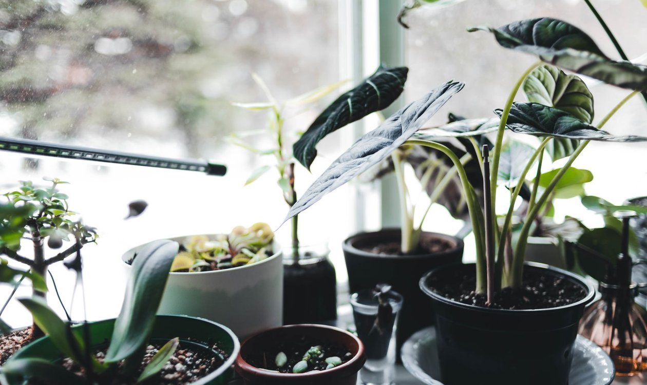 Collection of potted houseplants on a windowsill in bright natural light