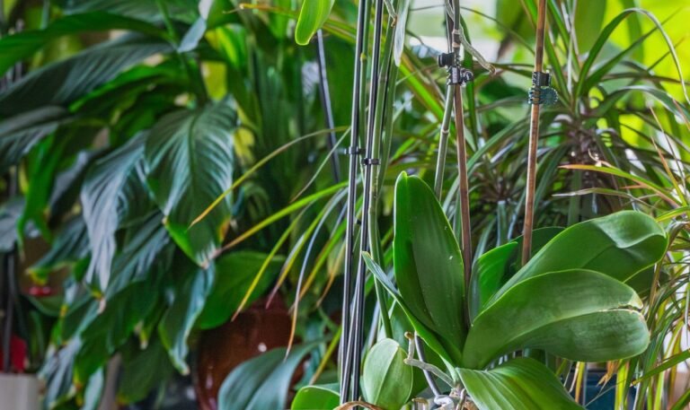 Indoor Plants for Beginners: 7 Easy Plants That Are Hard to Kill Indoor plants for beginners — easy houseplants corner