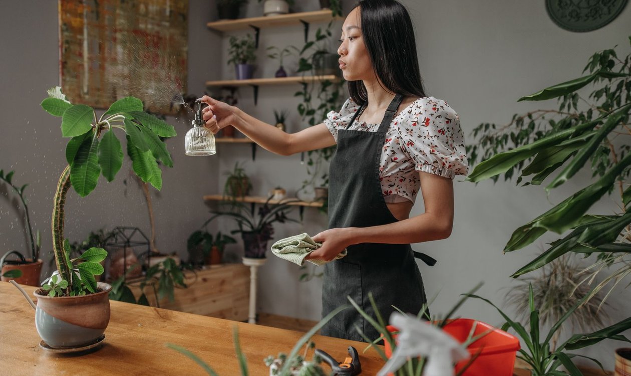 Woman misting potted indoor plants to keep the leaves clean and hydrated