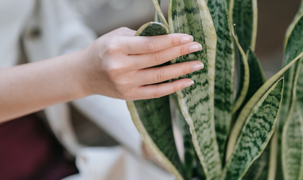 Hand touching the upright leaves of a snake plant indoors